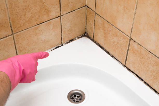 Best Affordable Mold Removal  in USA